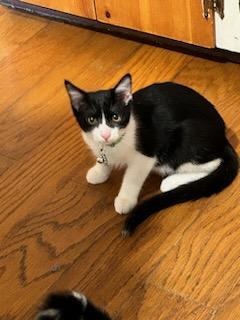 Atticus, an adoptable Domestic Short Hair, Tuxedo in Sumter, SC, 29150 | Photo Image 3