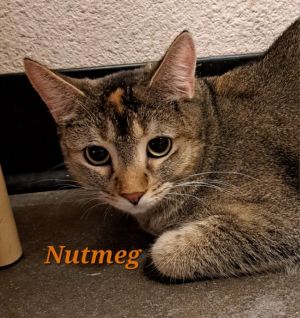 Nutmeg (call 602-628-9990) not currently @ PetSmart for viewing