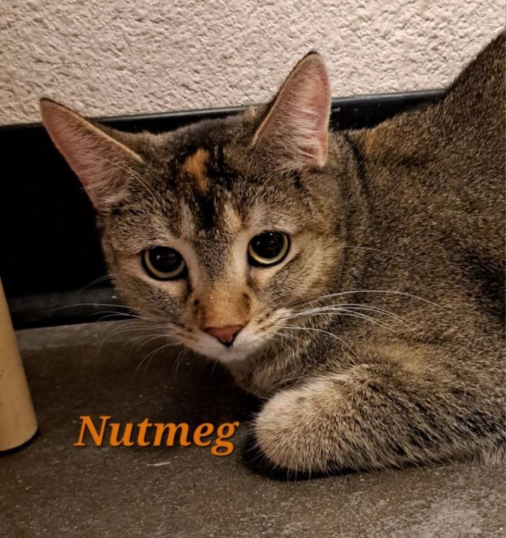 Nutmeg (call 602-628-9990) not currently @ PetSmart for viewing 1