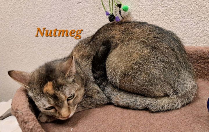 Nutmeg (call 602-628-9990) not currently @ PetSmart for viewing 2