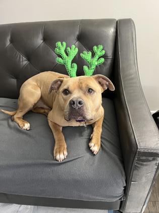 Gentle Ben- IN FOSTER 1