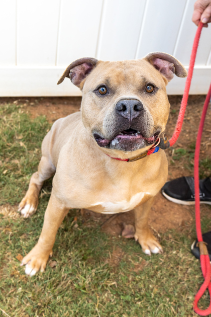 Gentle Ben- IN FOSTER 2