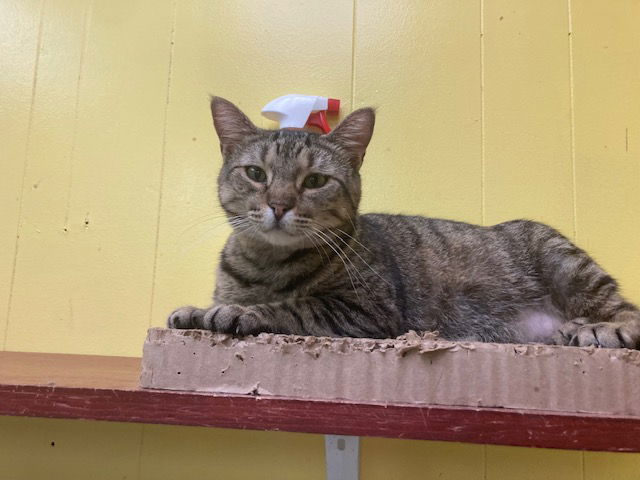 Marge, an adoptable Domestic Short Hair in Jackson, MS, 39213 | Photo Image 1