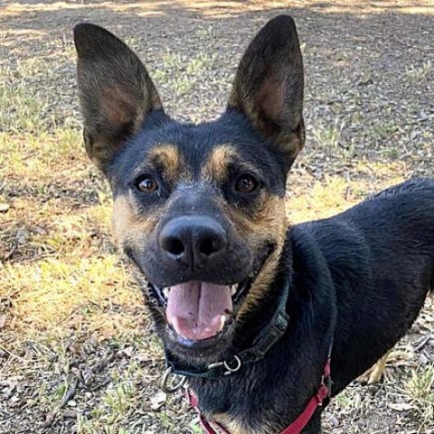 Brother, an adoptable Mixed Breed in Redwood Valley, CA, 95470 | Photo Image 1