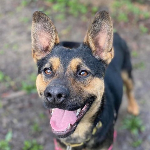 Brother, an adoptable Mixed Breed in Redwood Valley, CA, 95470 | Photo Image 2