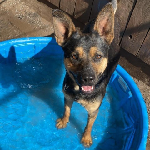 Brother, an adoptable Mixed Breed in Redwood Valley, CA, 95470 | Photo Image 3