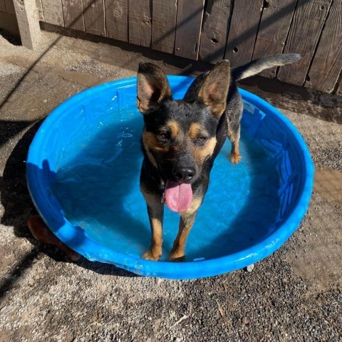 Brother, an adoptable Mixed Breed in Redwood Valley, CA, 95470 | Photo Image 4