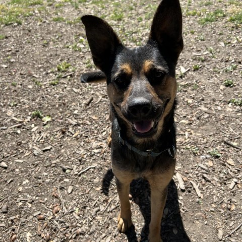 Brother, an adoptable Mixed Breed in Redwood Valley, CA, 95470 | Photo Image 5