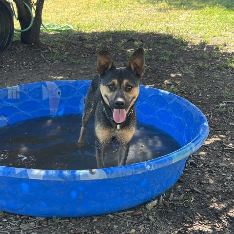 Brother, an adoptable Mixed Breed in Redwood Valley, CA, 95470 | Photo Image 6