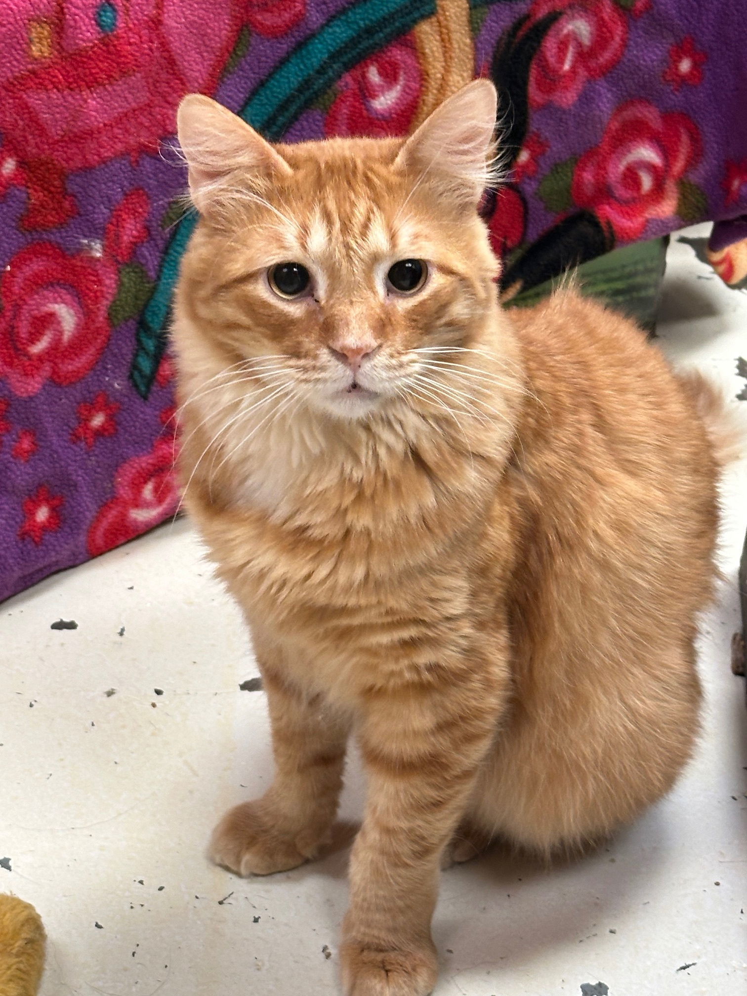 Tiger Brown, an adoptable Domestic Medium Hair in Jackson, MS, 39213 | Photo Image 1