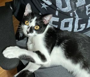 Kitten black and white spotted MaleWisconsin is an adorable loving black-and-wh
