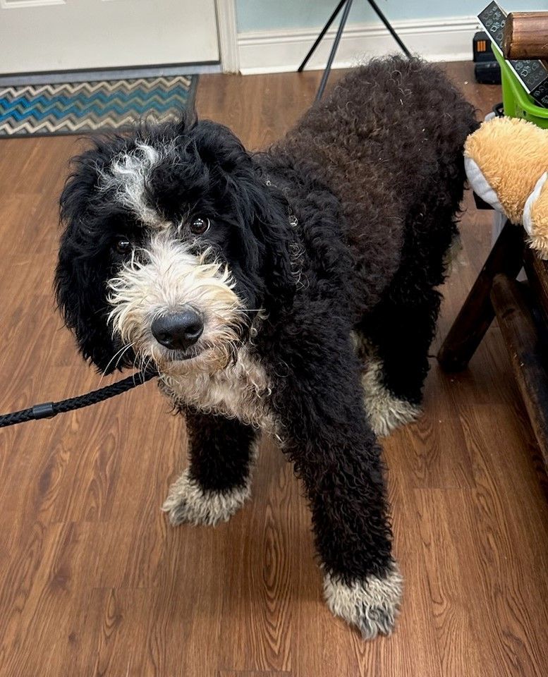 Destiny, an adoptable Bernedoodle in Meridian, MS, 39303 | Photo Image 2