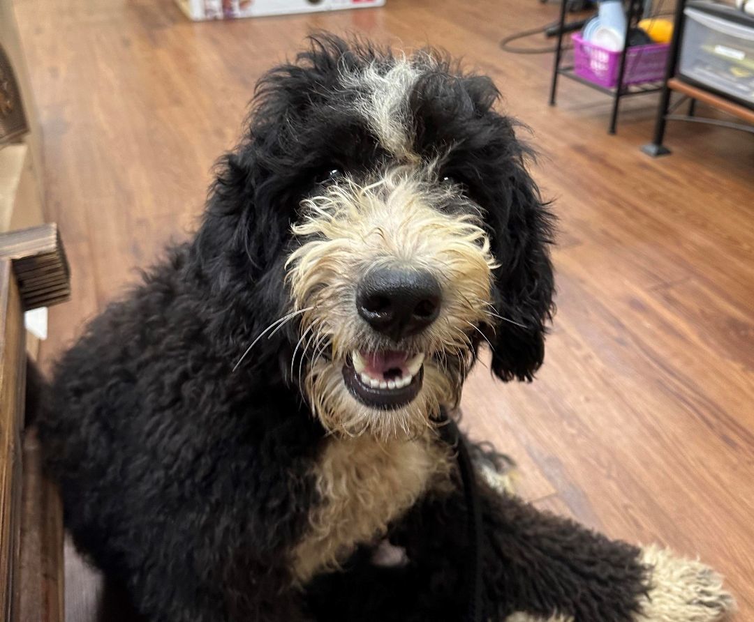 Destiny, an adoptable Bernedoodle in Meridian, MS, 39303 | Photo Image 1