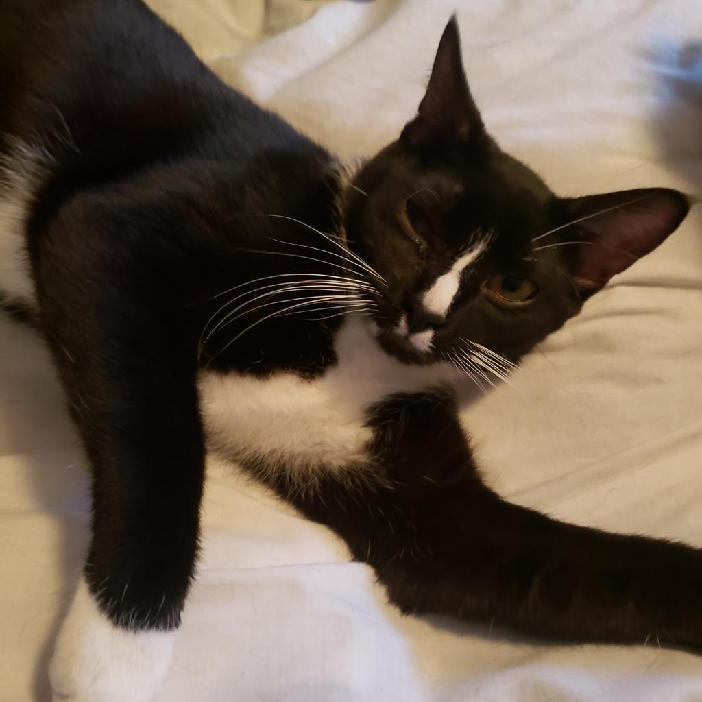 Linus, an adoptable Domestic Short Hair in St. Peters, MO, 63376 | Photo Image 1