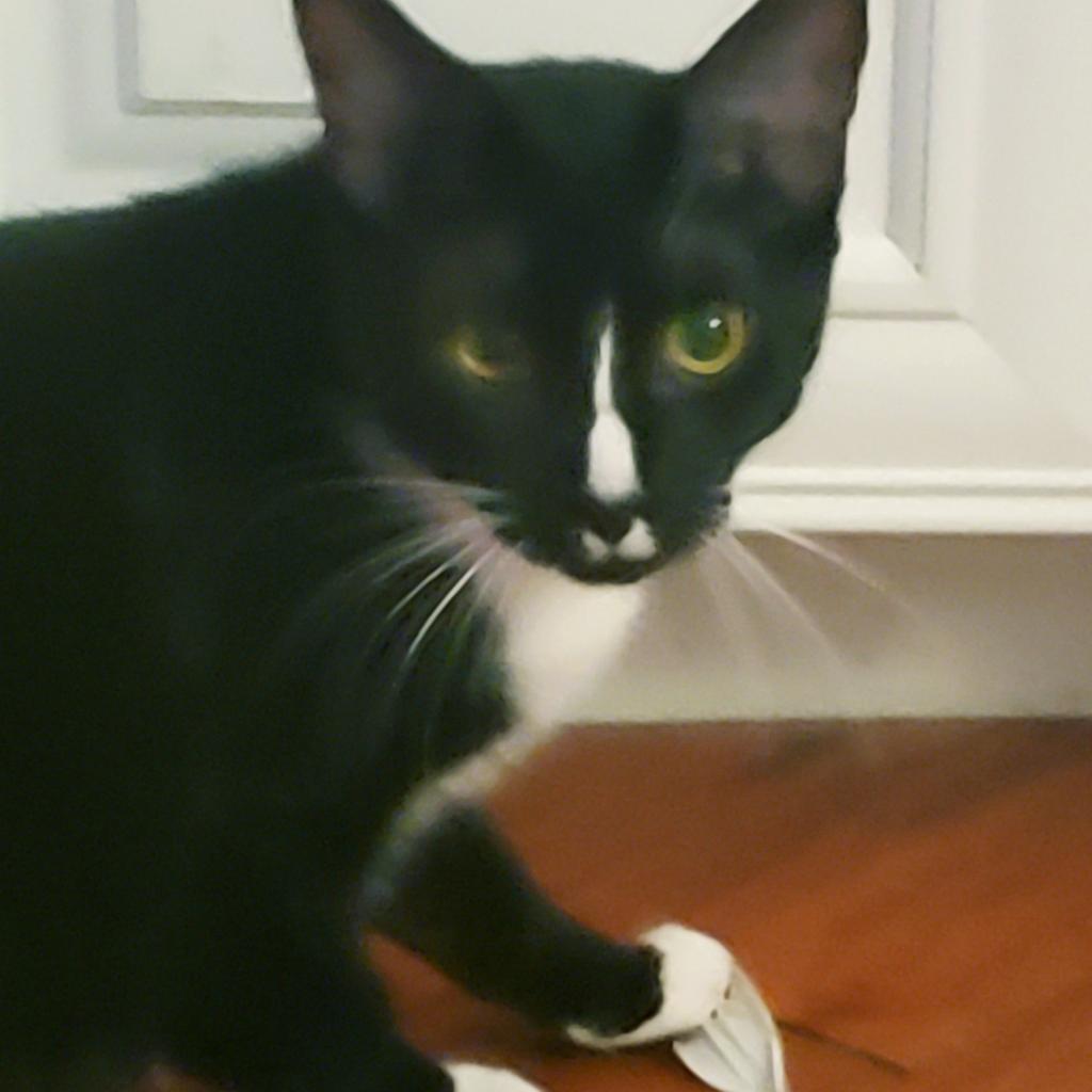 Linus, an adoptable Domestic Short Hair in St. Peters, MO, 63376 | Photo Image 2