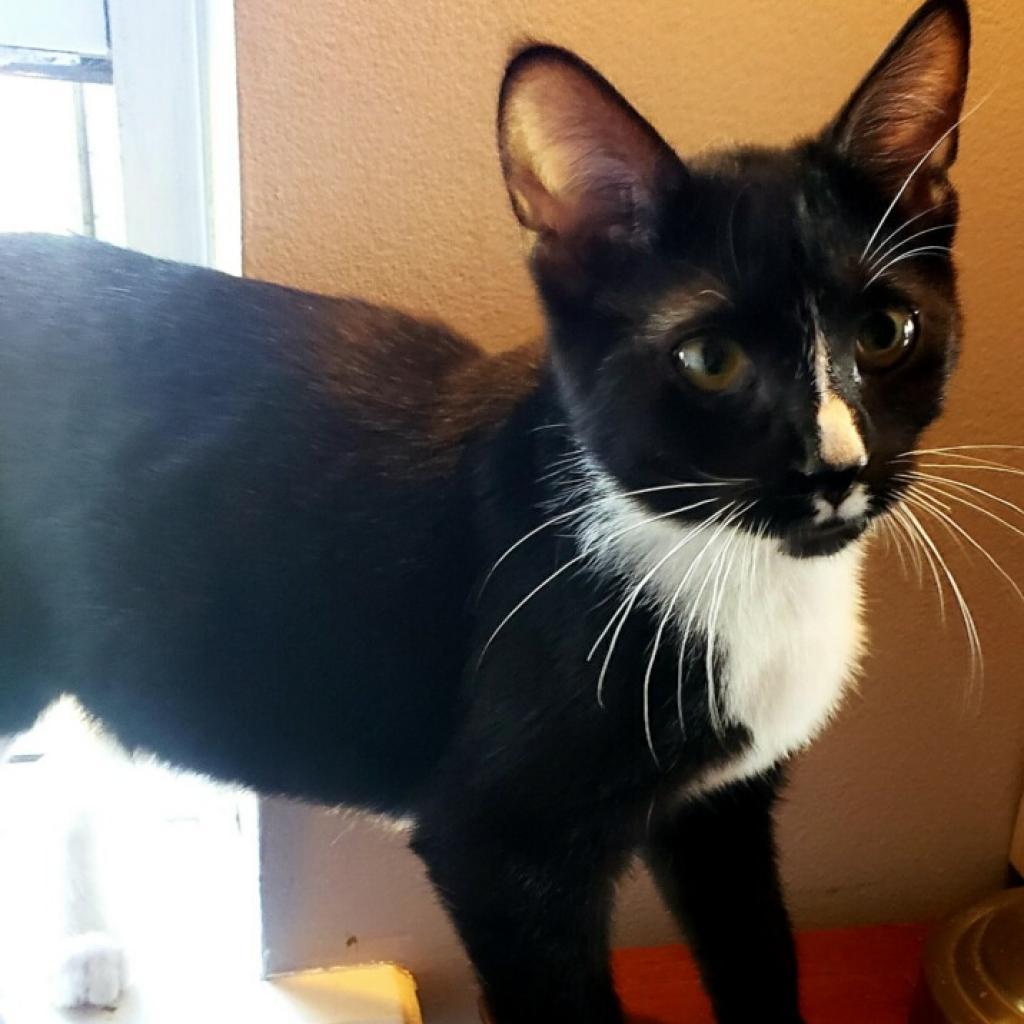 Linus, an adoptable Domestic Short Hair in St. Peters, MO, 63376 | Photo Image 3