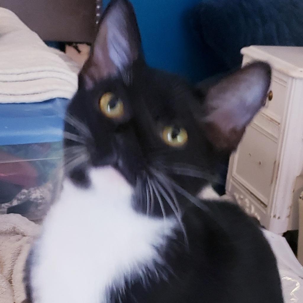 Linus, an adoptable Domestic Short Hair in St. Peters, MO, 63376 | Photo Image 4