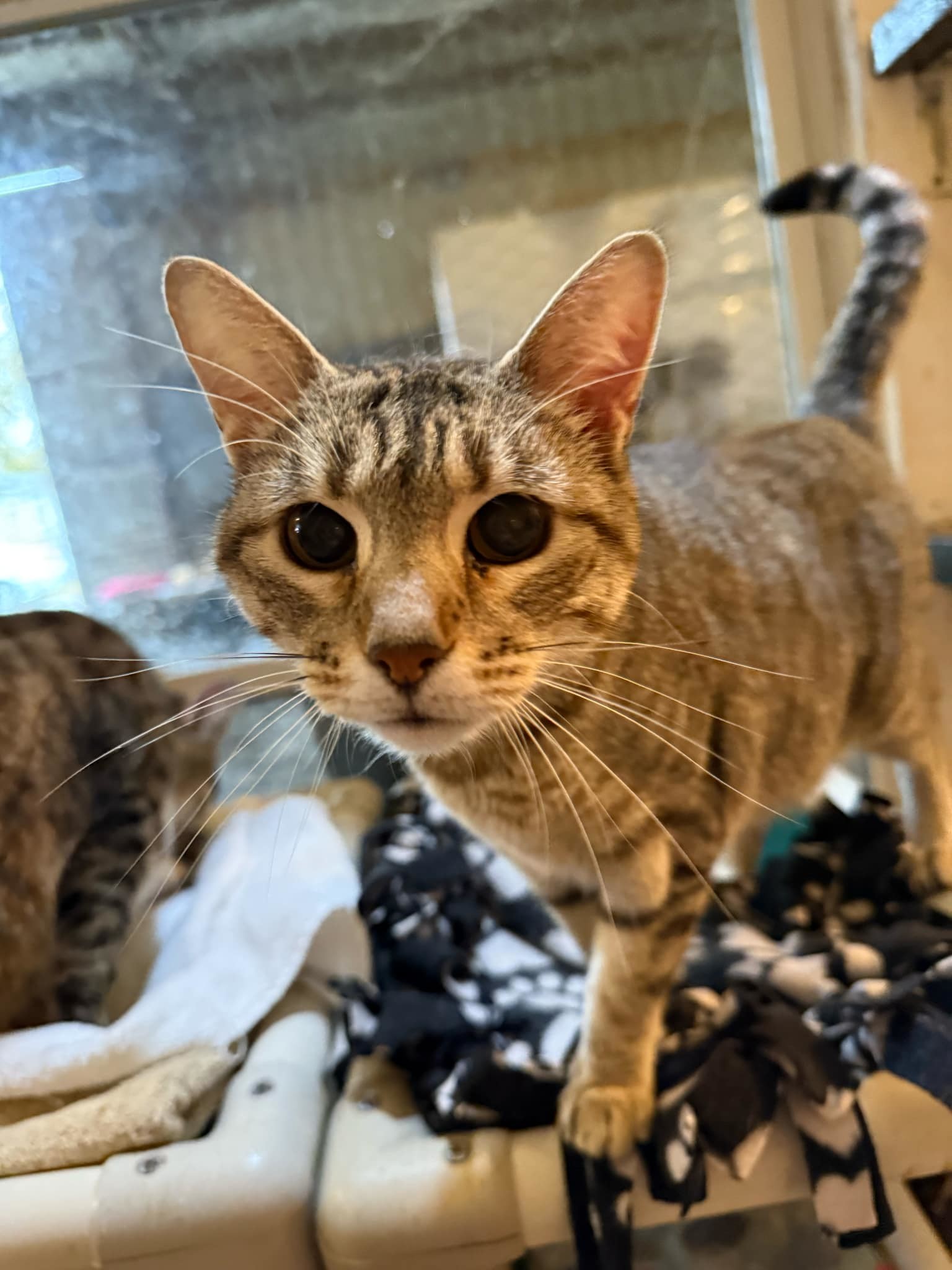 Diamond, an adoptable Domestic Short Hair in Springfield, IL, 62701 | Photo Image 1