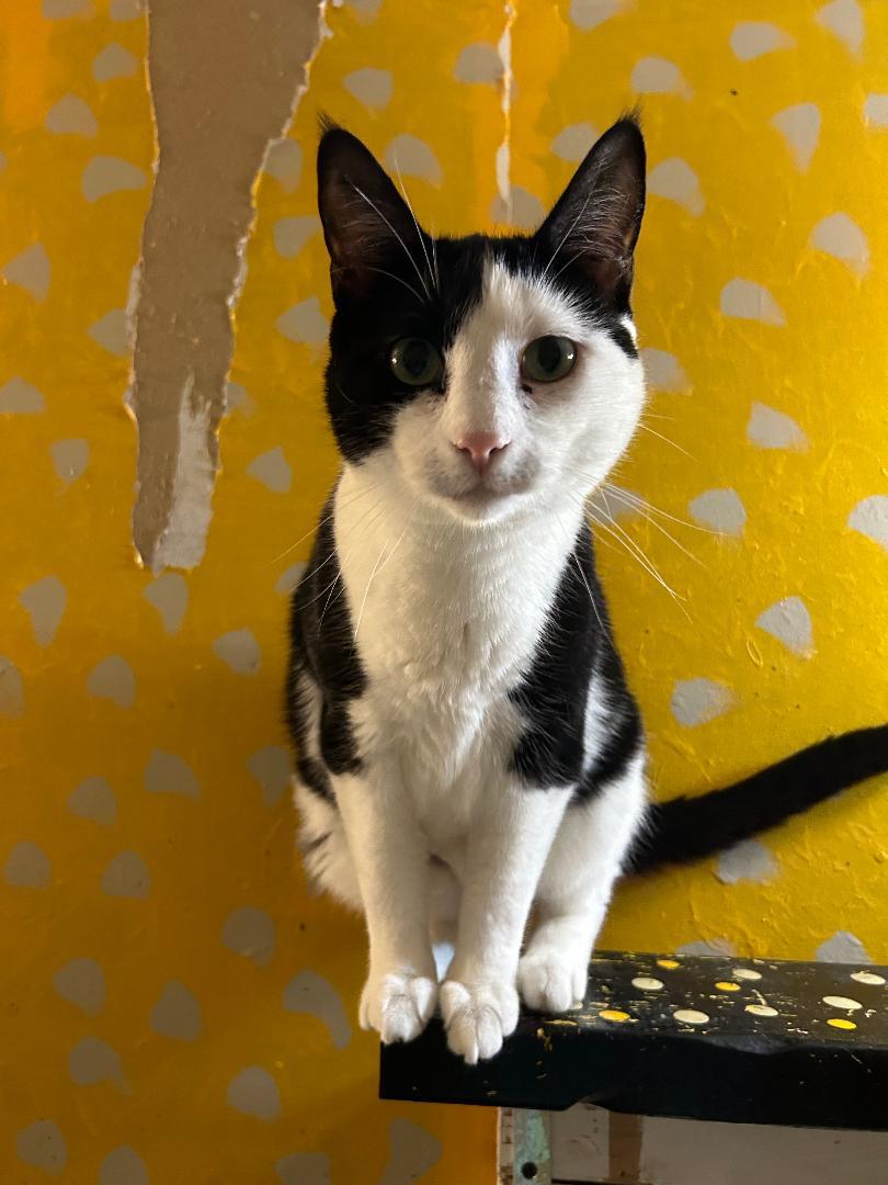 Gertrude, an adoptable Domestic Short Hair in Springfield, IL, 62701 | Photo Image 1