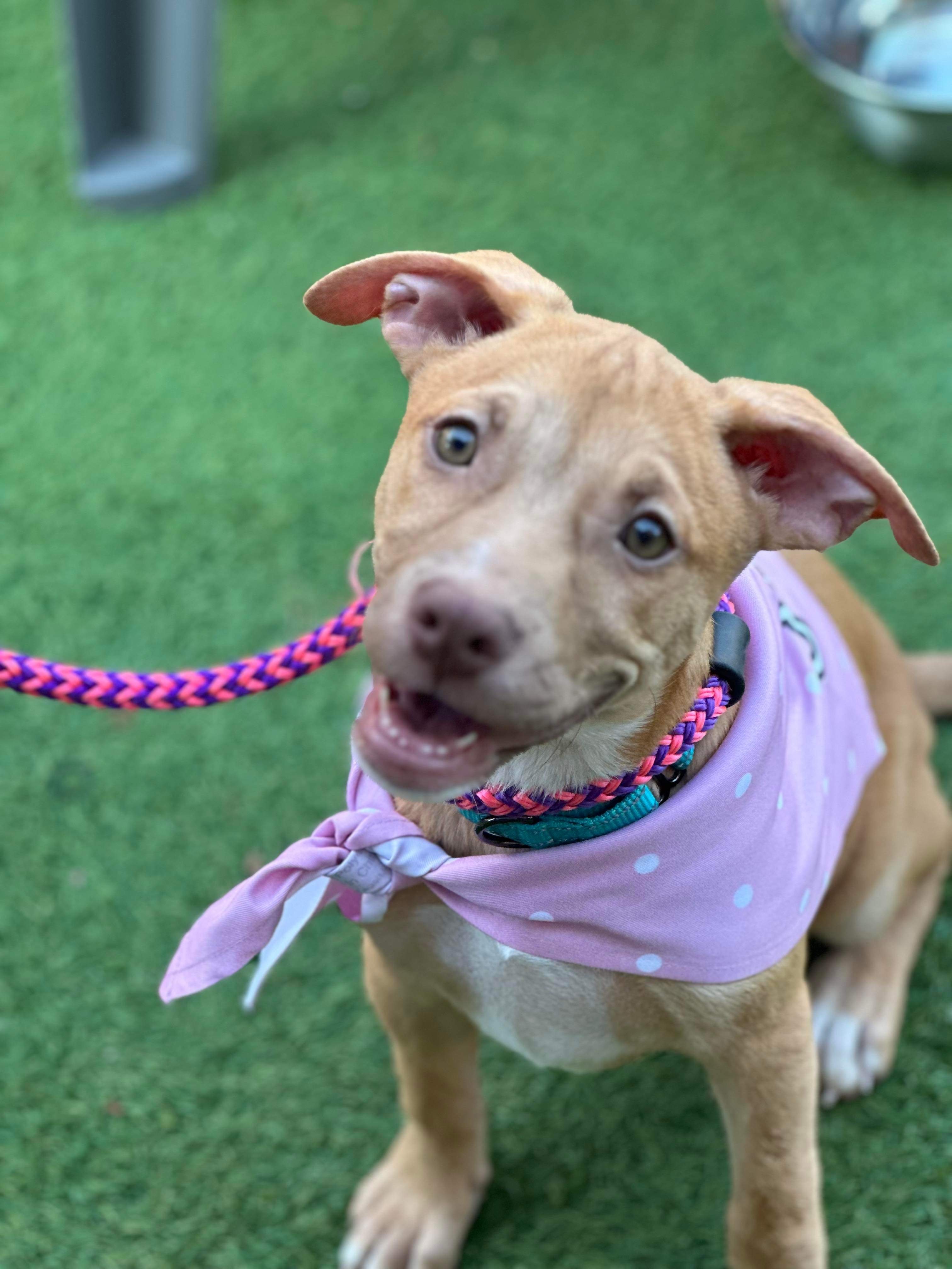 Dog for adoption Tallulah, an American Staffordshire Terrier & Yellow