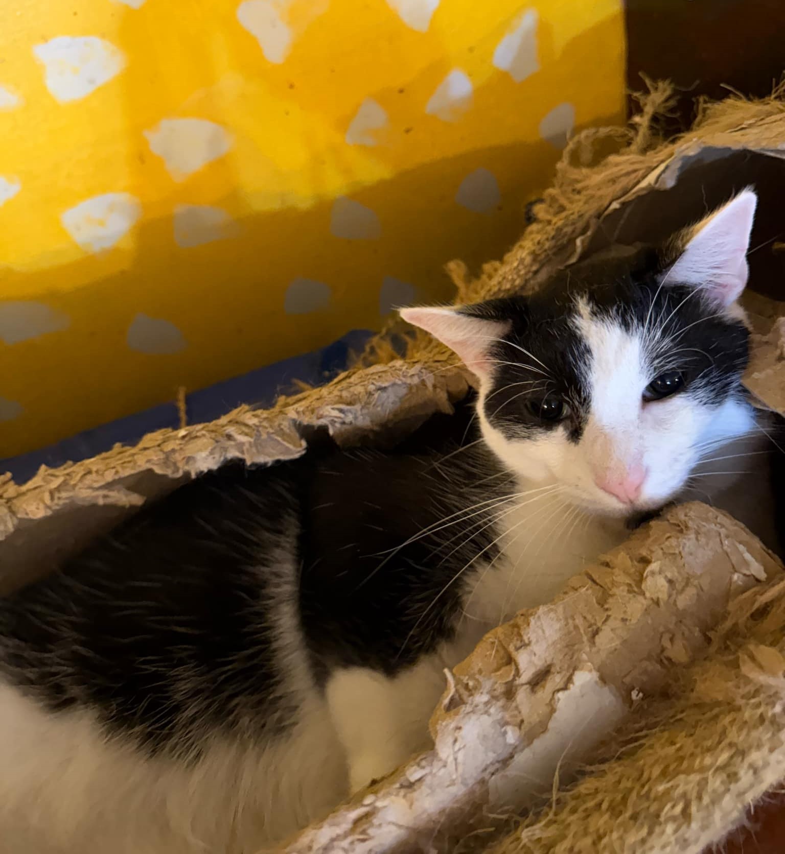Dominic, an adoptable Domestic Short Hair in Springfield, IL, 62701 | Photo Image 1