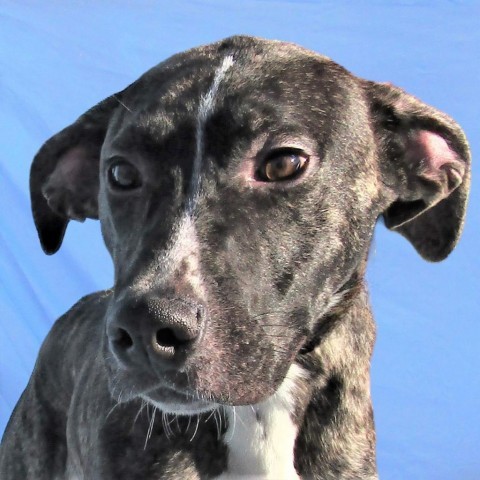 Willow, an adoptable Mixed Breed in Las Cruces, NM, 88012 | Photo Image 2
