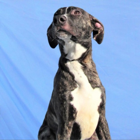 Willow, an adoptable Mixed Breed in Las Cruces, NM, 88012 | Photo Image 4