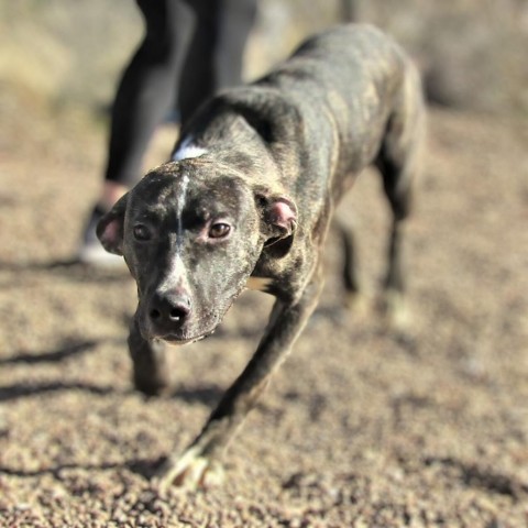 Willow, an adoptable Mixed Breed in Las Cruces, NM, 88012 | Photo Image 5