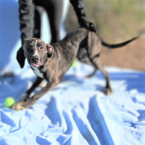 Willow, an adoptable Mixed Breed in Las Cruces, NM, 88012 | Photo Image 6