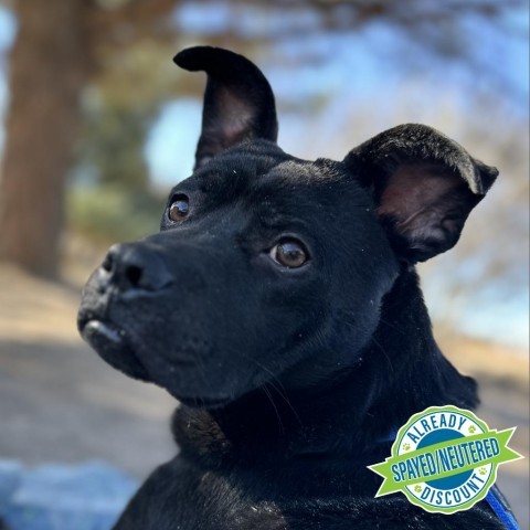 Chevy, an adoptable Mixed Breed in Las Cruces, NM, 88012 | Photo Image 1