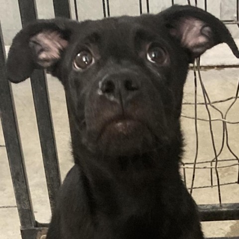 Chevy, an adoptable Mixed Breed in Las Cruces, NM, 88012 | Photo Image 2