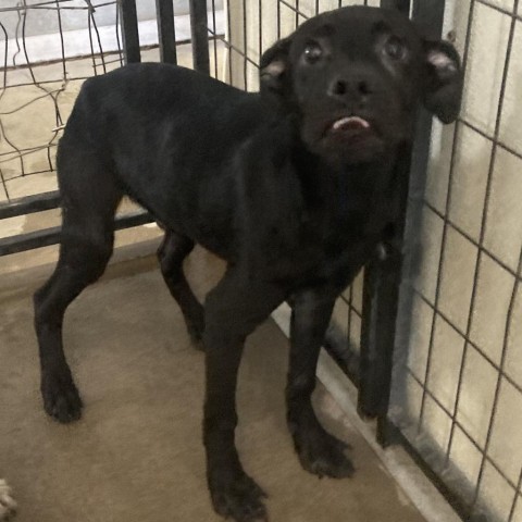 Chevy, an adoptable Mixed Breed in Las Cruces, NM, 88012 | Photo Image 3