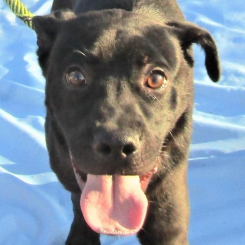 Chevy, an adoptable Mixed Breed in Las Cruces, NM, 88012 | Photo Image 4