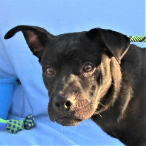 Chevy, an adoptable Mixed Breed in Las Cruces, NM, 88012 | Photo Image 5