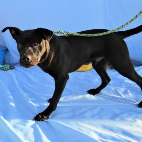 Chevy, an adoptable Mixed Breed in Las Cruces, NM, 88012 | Photo Image 6