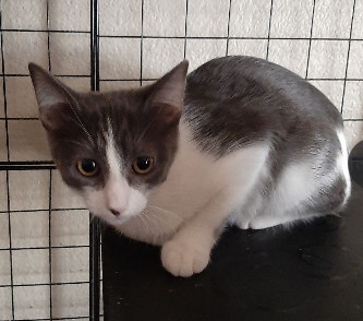 Zelda, an adoptable Domestic Short Hair in Glendale, AZ, 85301 | Photo Image 1