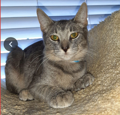 Ash, an adoptable Domestic Short Hair in Glendale, AZ, 85301 | Photo Image 1