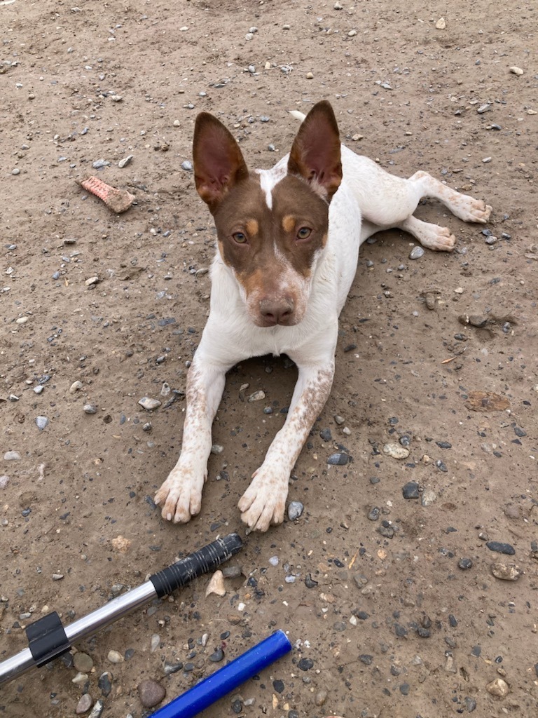 Mary-Kate, an adoptable Mixed Breed in Pahrump, NV, 89048 | Photo Image 1