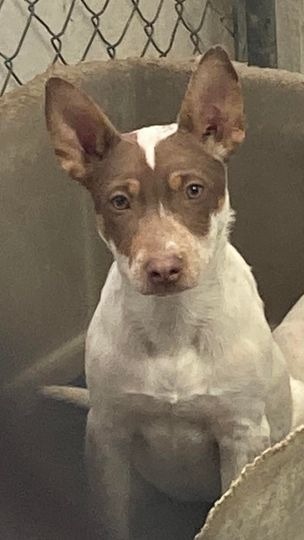 Mary-Kate, an adoptable Mixed Breed in Pahrump, NV, 89048 | Photo Image 2