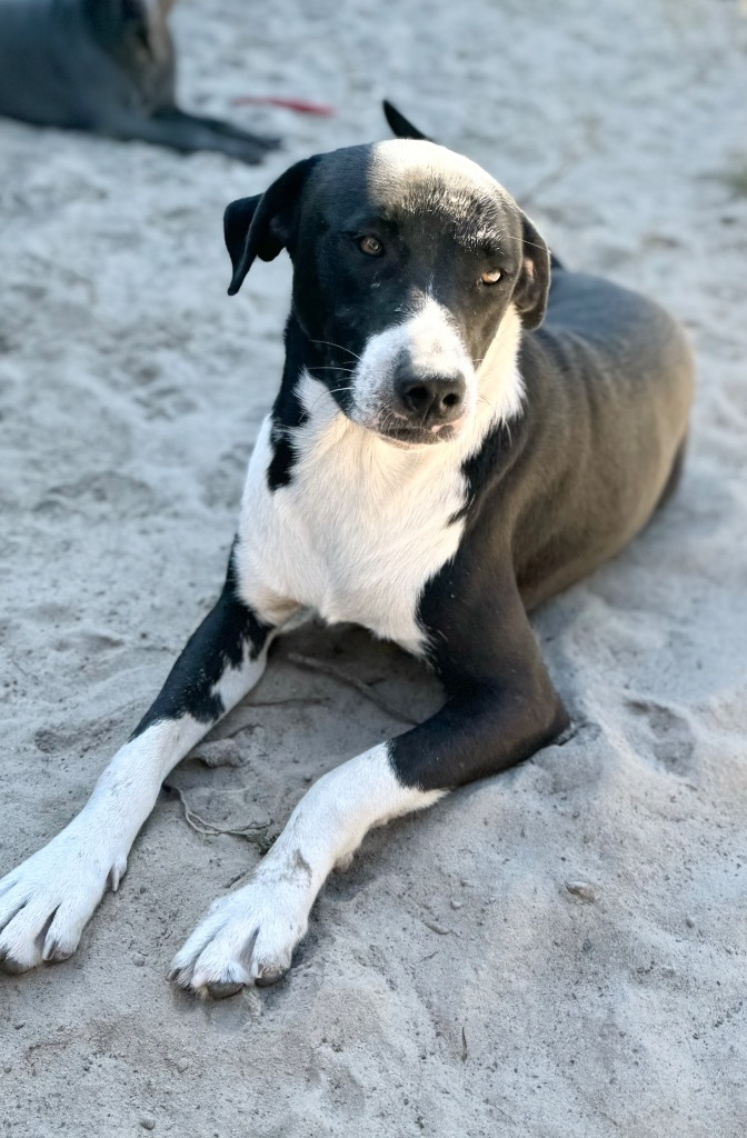 Finn, an adoptable Border Collie, Mixed Breed in Waynesville, GA, 31566 | Photo Image 1
