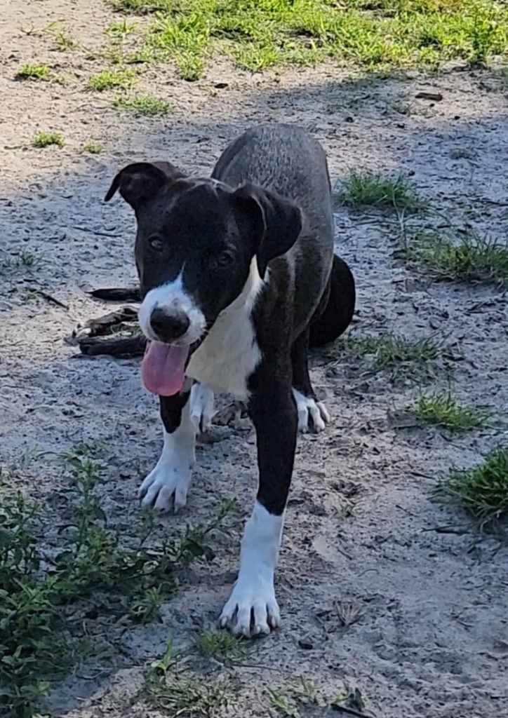 Finn, an adoptable Border Collie, Mixed Breed in Waynesville, GA, 31566 | Photo Image 2