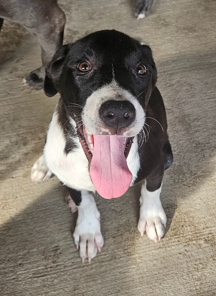 Finn, an adoptable Border Collie, Mixed Breed in Waynesville, GA, 31566 | Photo Image 3
