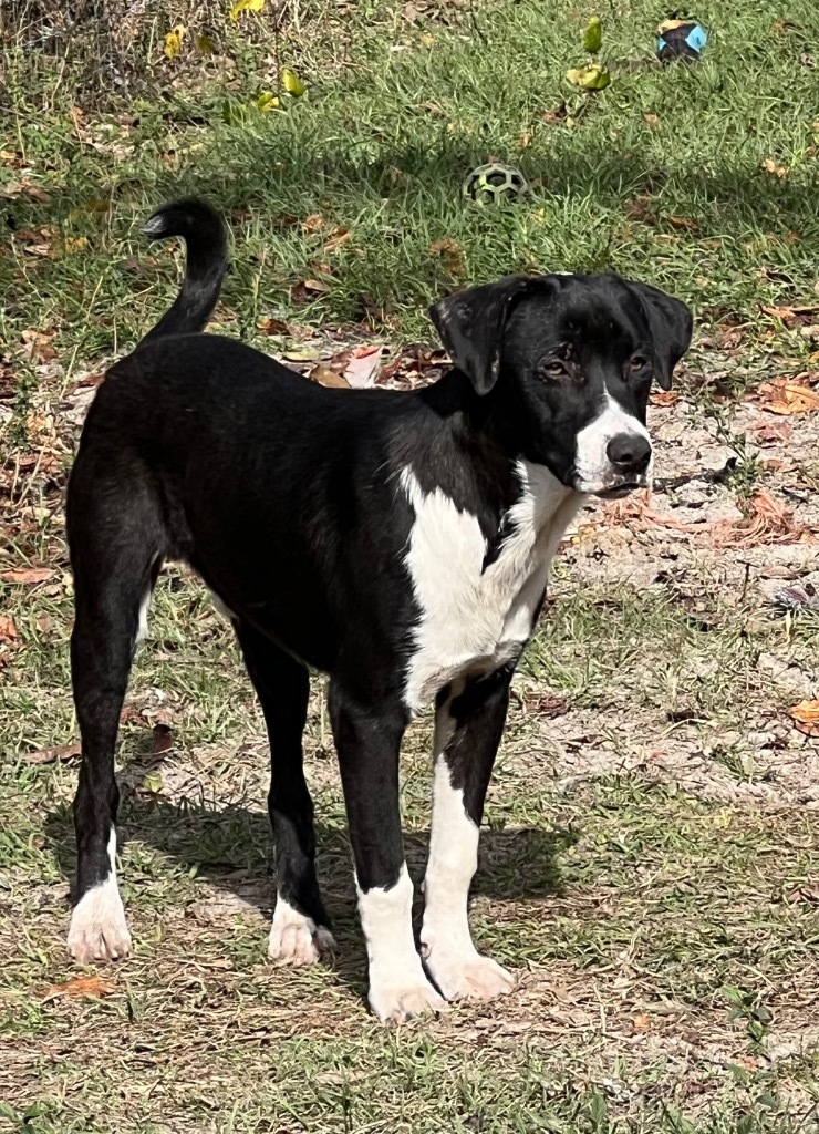 Finn, an adoptable Border Collie, Mixed Breed in Waynesville, GA, 31566 | Photo Image 4