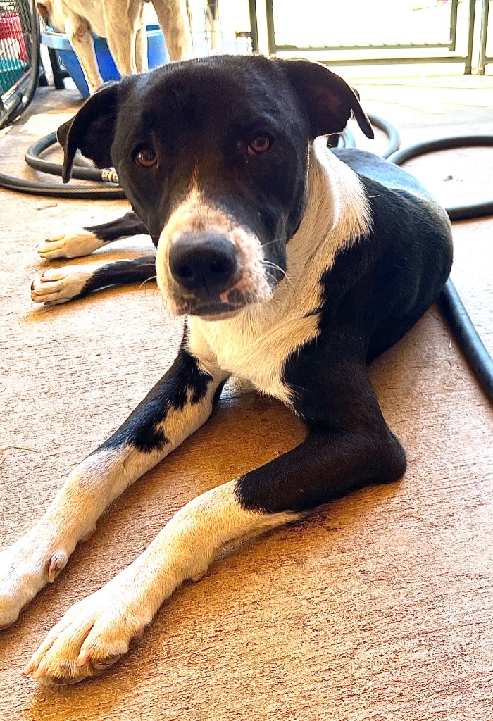 Finn, an adoptable Border Collie, Mixed Breed in Waynesville, GA, 31566 | Photo Image 5