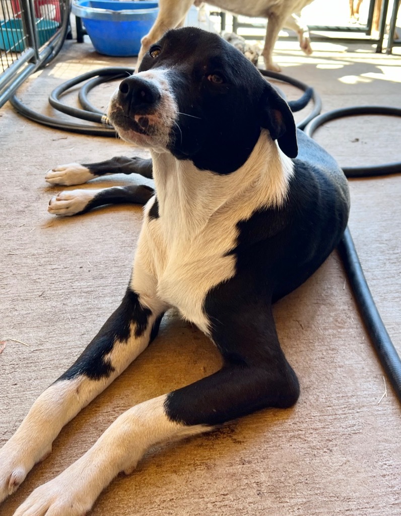 Finn, an adoptable Border Collie, Mixed Breed in Waynesville, GA, 31566 | Photo Image 6