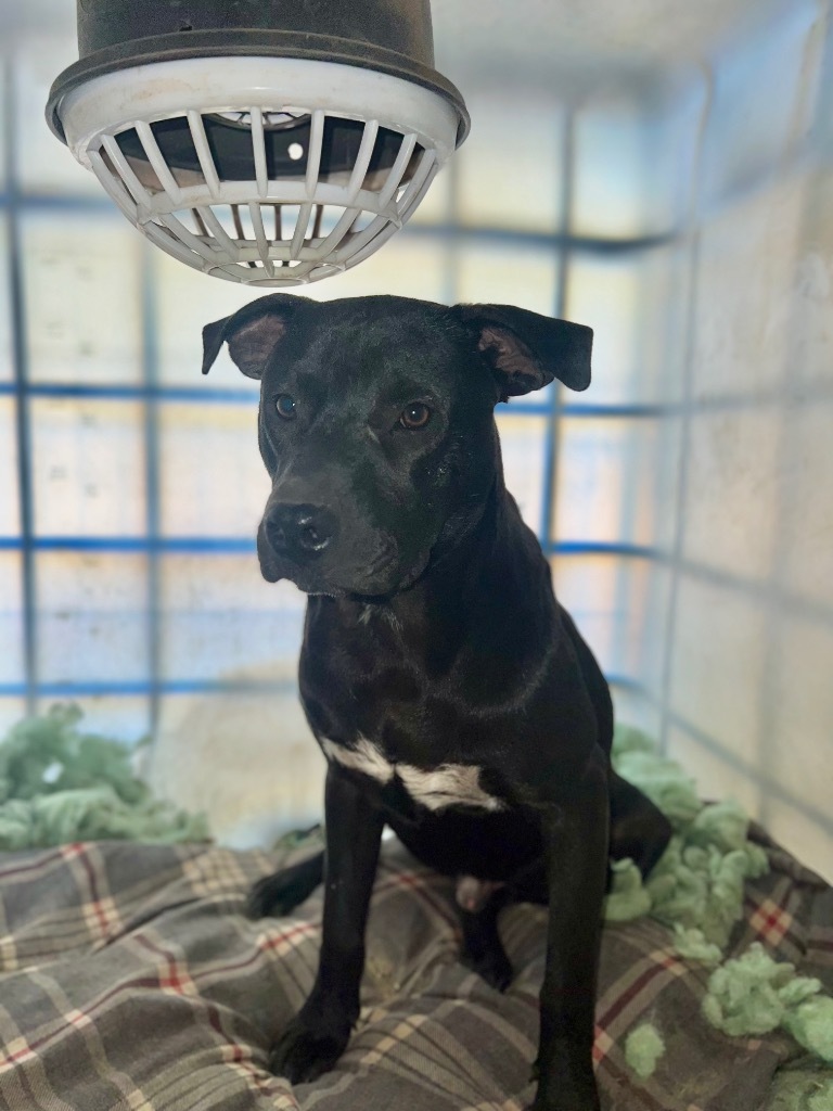 RC, an adoptable Labrador Retriever, Mixed Breed in Waynesville, GA, 31566 | Photo Image 1