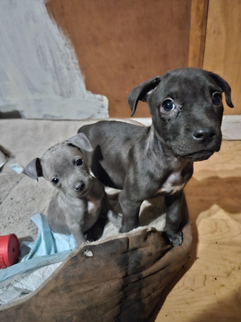 RC, an adoptable Labrador Retriever, Mixed Breed in Waynesville, GA, 31566 | Photo Image 2