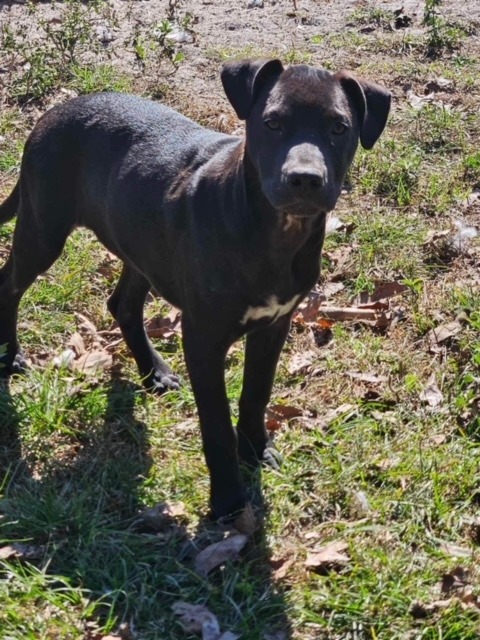 RC, an adoptable Labrador Retriever, Mixed Breed in Waynesville, GA, 31566 | Photo Image 3