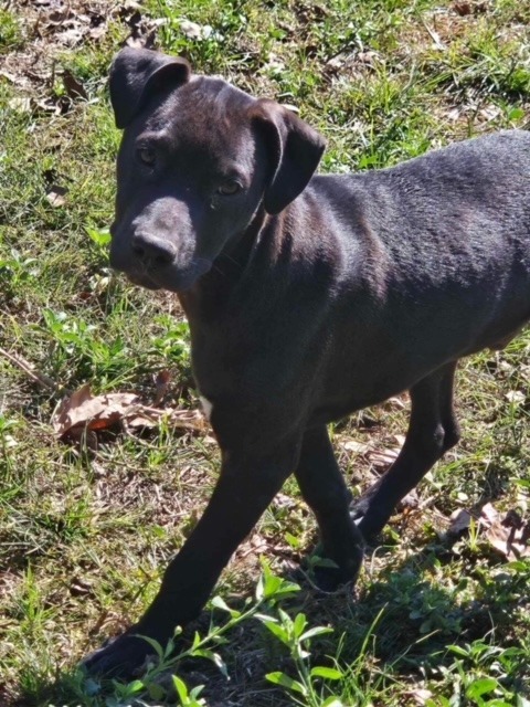 RC, an adoptable Labrador Retriever, Mixed Breed in Waynesville, GA, 31566 | Photo Image 4