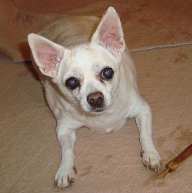 Chesney